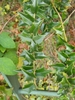 Foliage. Leaves with spiny margins.