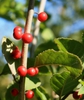 Fruit and stem