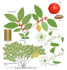 Color illustrations of the technical details of this species.