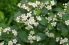 Flowers of 'Red Sprite'