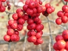 Mature fruits