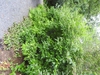 Form