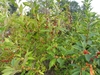 Form
