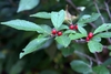 Leaves