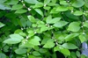 Ilex verticillata leaves and flowers