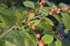 Ilex verticillata orange berries