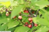 Fruit and leaves of 'Sparkleberry'