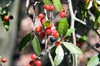 Ilex vomitoria f. pendula's berries, leaves, and bark