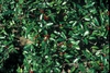 Ilex vomitoria Fruit and Leaf