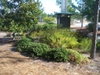 Ilex vomitoria 'Taylor's Rudolph' in the summer in Moore County