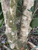Ilex x 'Carolina Sentinel'