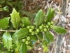Ilex x 'Carolina Sentinel'