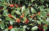 Ilex x Cherry Bomb