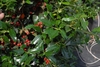 Red fruit and green foliage