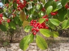 Ilex x East Palatka Leaf and Flower