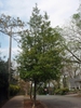 Ilex x East Palatka Full grown Form