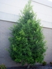 Ilex x East Palatka Form