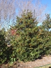 Ilex x Nellie R Stevens