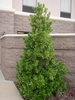 Full Form of plant