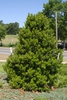 A bushier Form of the plant