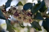 Flowers in September in Asheville, North Carolina