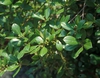 Ilex x attenuata 'East Palatka' Leaf and Flower