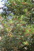 Shiny green foliage with small red fruits.