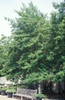 Ilex x attenuata 'East Palatka' Form