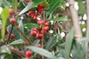 Leaves and Fruit