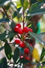 Leaves and Fruit