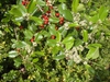 Ilex x attenuata 'Fosteri'