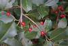 branch with spiny green leaves and small red berries.