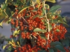Ilex x attenuata 'Savanah' Fruit