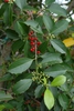 Ilex x attenuata 'Savanah' Leaf