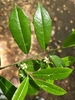 branch with spiny green leaves and small white flowers