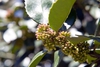 Flower buds in April