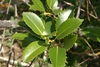 Leaves