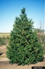 Ilex x hoehneana