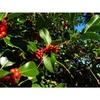 Ilex x hoehneana