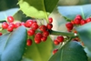 Red drupes