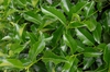 Ilex x koehneana 'San Jose'