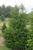 Ilex x koehneana 'San Jose'