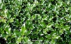Ilex x meserveae