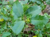 Ilex x meserveae