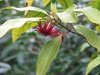 Illicum floridanum