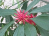 Illicum floridanum