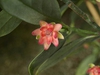 Close up of flower