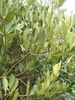 Dense shrub with ovate leaves.