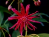 Illicium 'Scorpio'