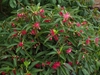 Illicium 'Scorpio'